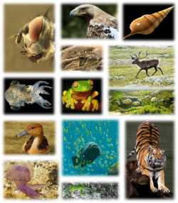 Kingdom of animals.png