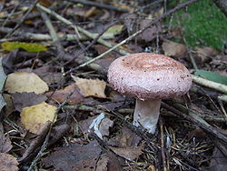 Lactarius torminosus.jpg