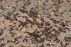 250px Meat eater ant nest swarming03