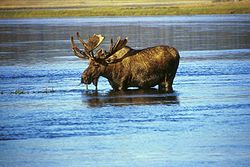 250px Moose in lake