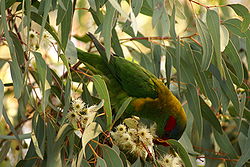 Musk Lorikeet (Glossopsitta concinna) in tree.JPG