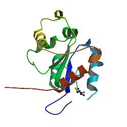 PBB Protein TLR1 image.jpg