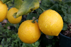 250px Pair of lemons