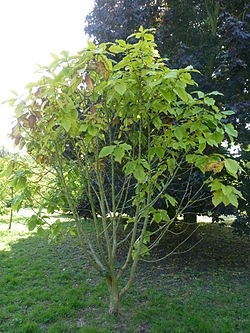 Quercus pontica (K. Koch) (Fagaceae) (tree).JPG