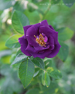 Rosa 'Rhapsody in Blue ™'