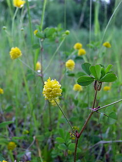 Trifolium aureum 4.jpg