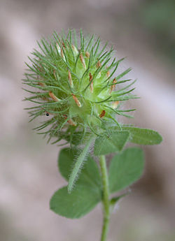 Trifolium lappaceum 1.JPG