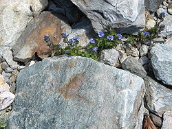 Veronica alpina001.jpg