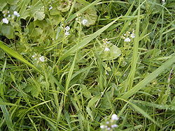 Veronica serpyllifolia plant.jpg