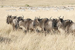 Wildebeests in the Masaai Mara.jpg