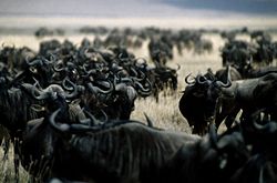 что такое табун коров. Смотреть фото что такое табун коров. Смотреть картинку что такое табун коров. Картинка про что такое табун коров. Фото что такое табун коров