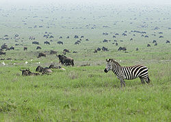 Zebra in the Serengeti Wildebeest Migration.jpg