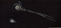 Комета Биэлы в феврале 1846, вскоре после распада ядра на две части. Рисунок Э. Вайсса