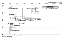 Selection of described Hominin species, 2002