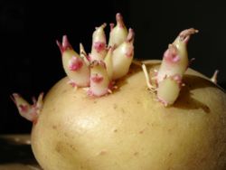 250px potato sprouts