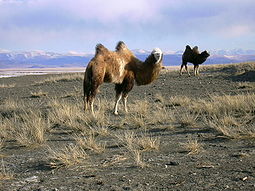 Camels in Kosh-Agachsky District.jpg