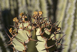 Euphorbia virosa (inflorescense).jpg