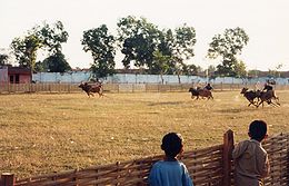 Madura bull racing 1999.jpeg