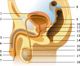 мужчина и человек мужского пола. 260px Male anatomy number.svg. мужчина и человек мужского пола фото. мужчина и человек мужского пола-260px Male anatomy number.svg. картинка мужчина и человек мужского пола. картинка 260px Male anatomy number.svg. Различия между мужиком и мужчиной довольно большие. Конечно, если учитывать лишь звучание слов, то всё понятно, ведь речь идет о лице мужского пола. Что касается мнения женщин, то мужиками и мужчинами называют не одних и тех же людей.