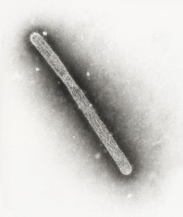 Вирион вируса гриппа H5N1