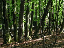 Буковый лес