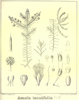 Acacia tenuifolia.PNG