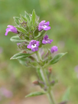 Acinos arvensis pelouse-chezy-sur-marne 02 29052005 3.JPG