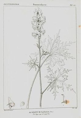 Aconitum barbatum.jpg