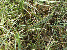 Acrida bicolor в траве