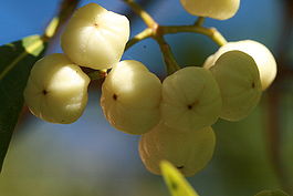Acronychia oblongifolia. Плоды.