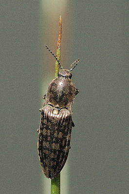 Actenicerus.sjaelandicus.jpg