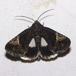 Aedia.funesta.7207.jpg