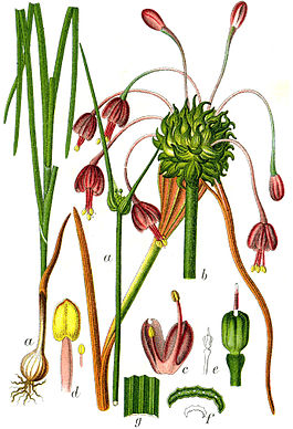 Ботаническая иллюстрация Якоба Штурма из книги «Deutschlands Flora in Abbildungen», 1796