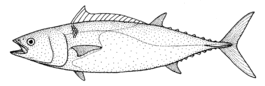 Allothunnus fallai (Slender tuna).gif