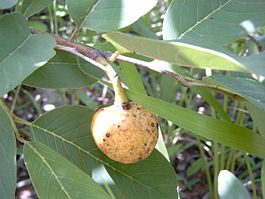 Плоды и листья анноны сенегальской