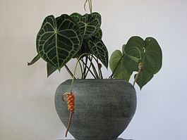 Anthurium in pot.jpg