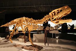 Скелет ауказавра