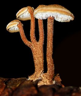 Auriscalpium vulgare 129877.jpg