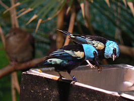 Blue-necked Tanagers, eating.jpg
