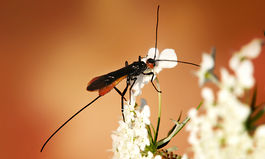 Braconidae Richard Bartz.jpg