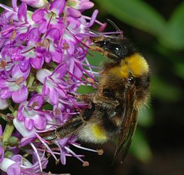 Bumblebee January 2008-4.jpg