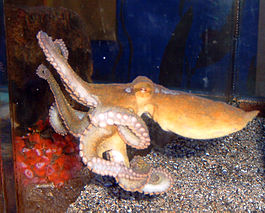 CaliforniaTwoSpotOctopus2.jpg