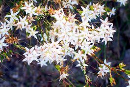 Calytrix tetragona. Типовой вид рода.