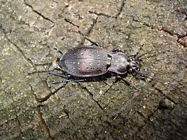 Carabus hortensis 01.JPG