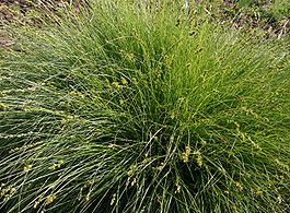 Carex-polyphylla-habit.jpg