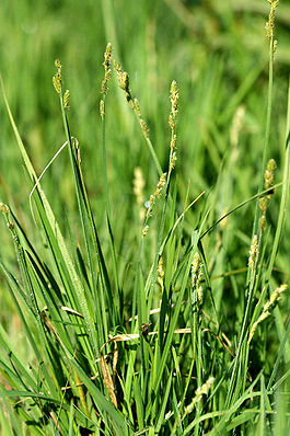 Carex.curta2.-.lindsey.jpg