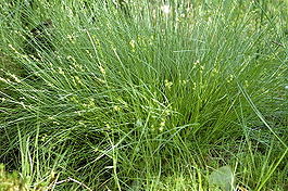 Carex.echinata.2.jpg