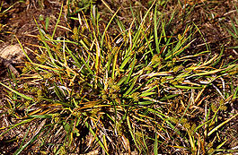 CarexViridula1.jpg