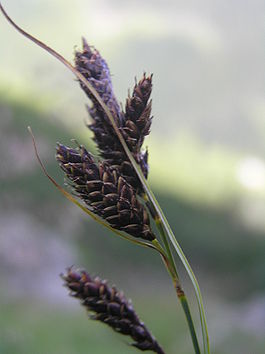 Carex aterrima.JPG