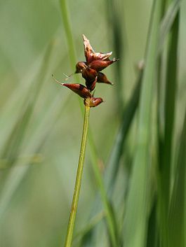 Carex dioica weiblein.jpeg